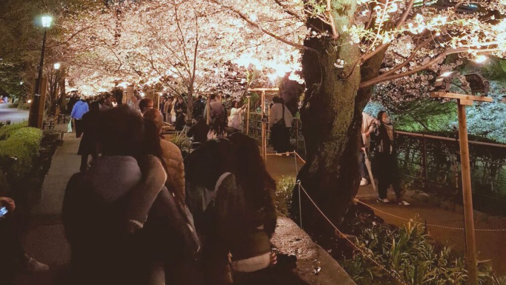 Kirschblüten am Graben des Kaiserpalasts