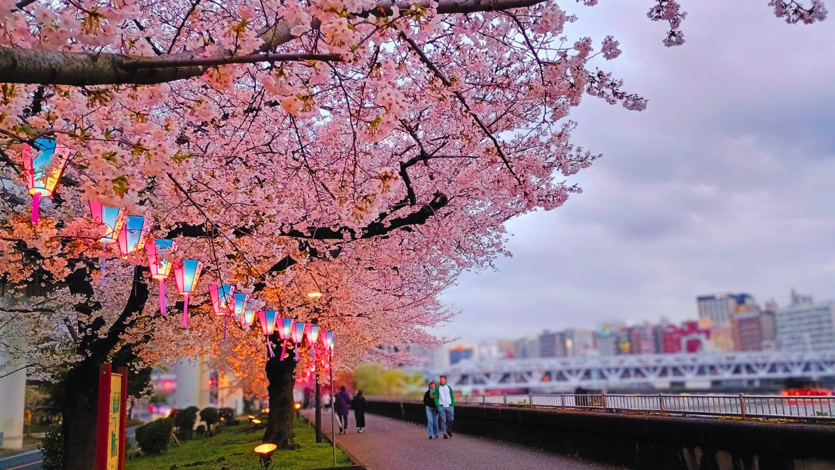 Saison der Kirschbluete