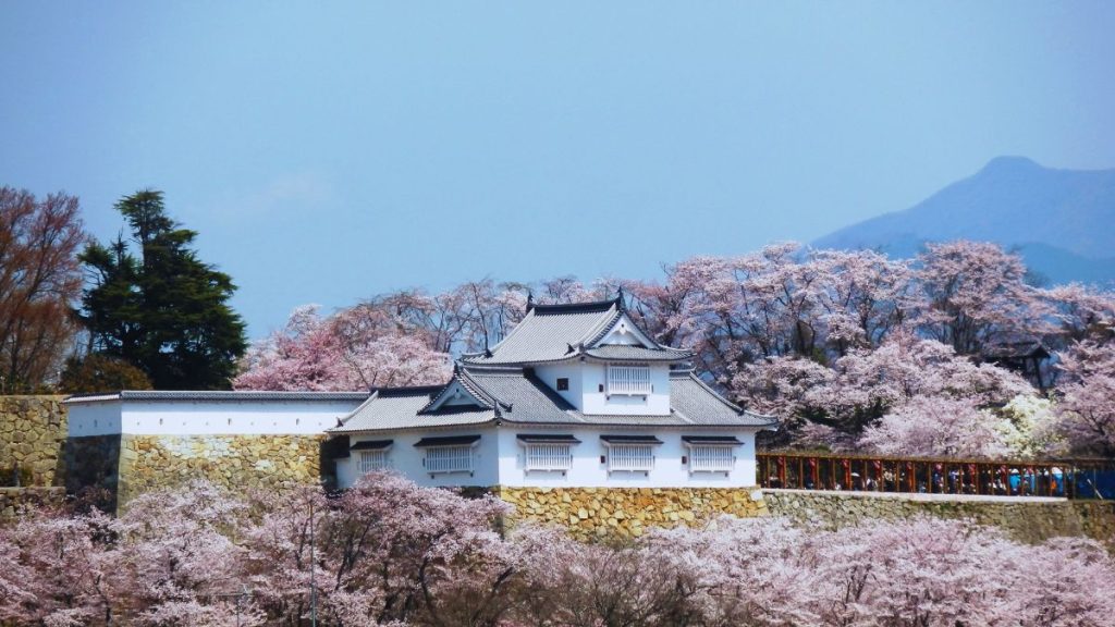 Bitchū-Yagura (Wachturm) mit Kirschblüten, Burg Tsuyama (Kakuzan-Park)