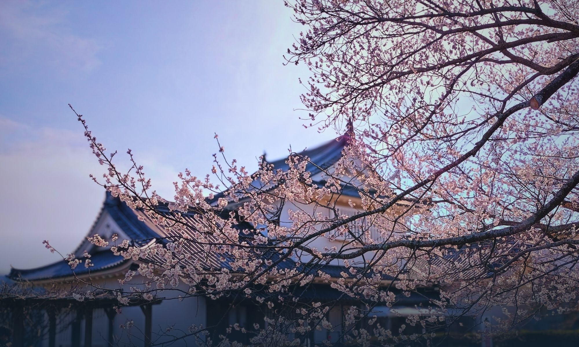 headerbild-sakura-yagura