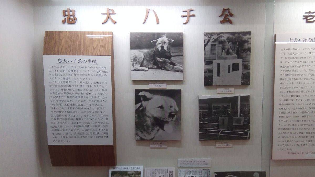 Ausstellung von Hachikō im Akita Dog Museum